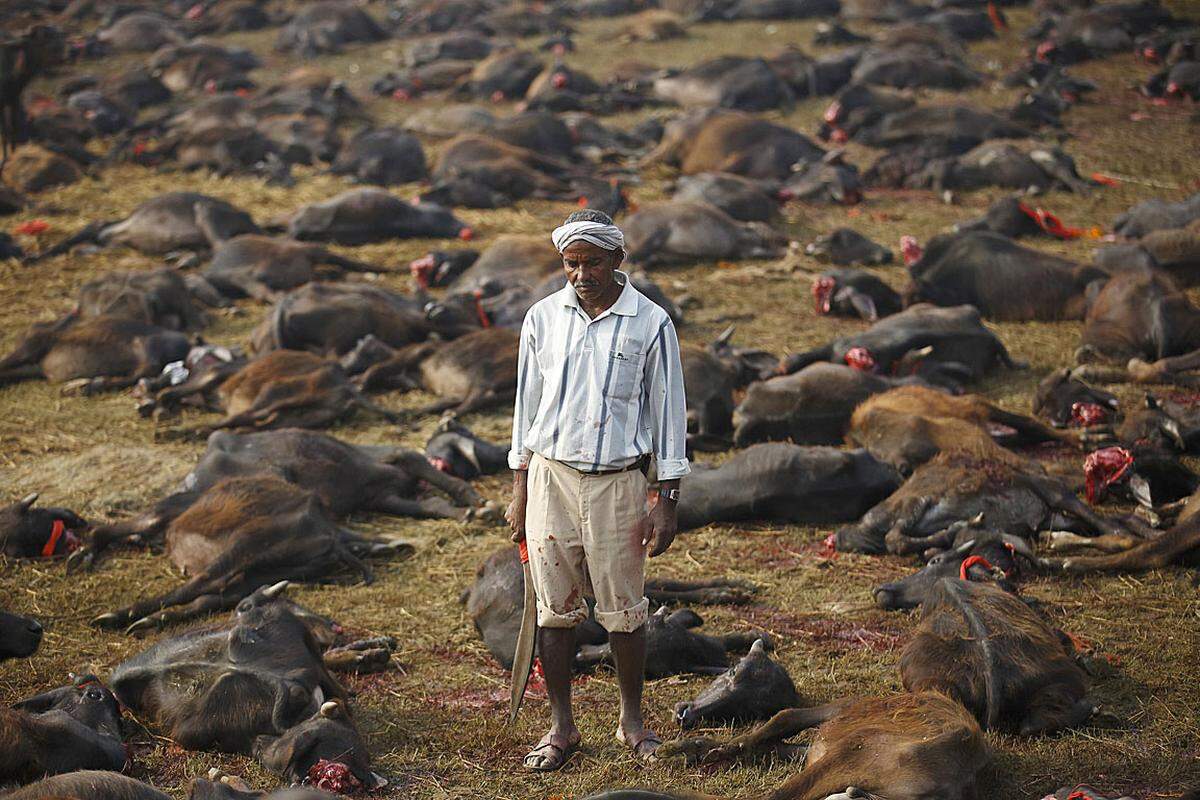 Doch Kathmandu betont, dass die Tieropfer zum Recht eines jeden auf freie Religionsausübung gehörten.