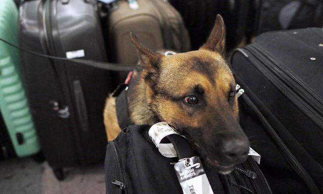 Archivbild: Spürhund-Einsatz am Flughafen Wien-Schwechat