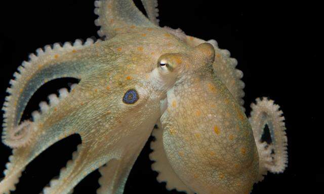Kann umschalten zwischen Aggressivität und Zutraulichkeit: Octopus bimaculoides.