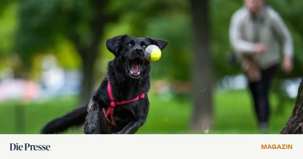 GmbH-darf-sich-keinen-Hund-halten-premium-