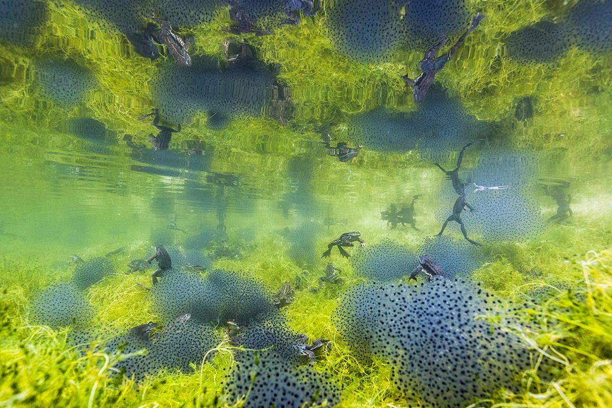 "Pondworld" - damit fotografiert der Italiener Manuel Plaickner seine "Teichwelt".