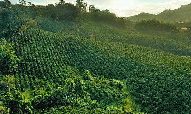 Qualität: 20 Jahre lang wurde an der Kreation einer gänzlich neuen Kreuzung von Kaffeepflanzen gearbeitet.