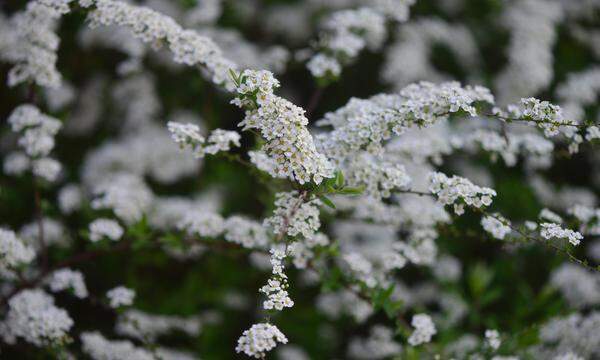 Weiß ist für viele die wichtigste Farbe im Garten.