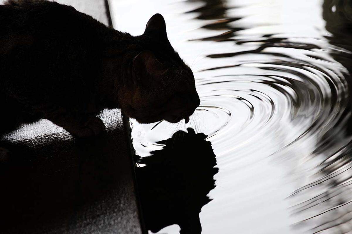 Mit dem Wasser steigt auch die Sorge um das Trinkwasser und vor Seuchen.