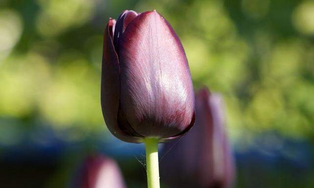 Tulpen – schon seit dem 17. Jahrhundert äußerst beliebt.
