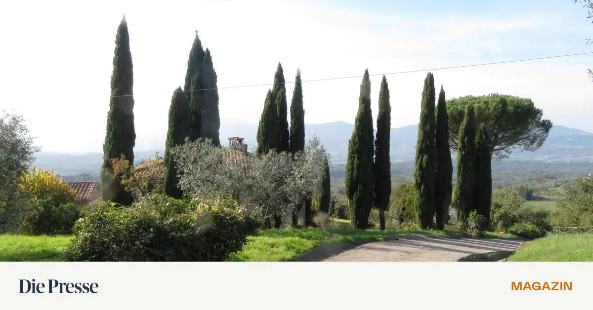 Die-Saison-des-Erntens-Pressens-Kostens-Olivenernte-in-der-Toskana-premium-