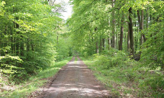 Mit Laubbäumen gesäumter Waldweg im Spätfrühling