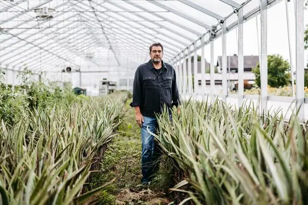 Die Aloe vera lebt jetzt am Bodensee: Zu Besuch auf einer Plantage   DiePresse.com