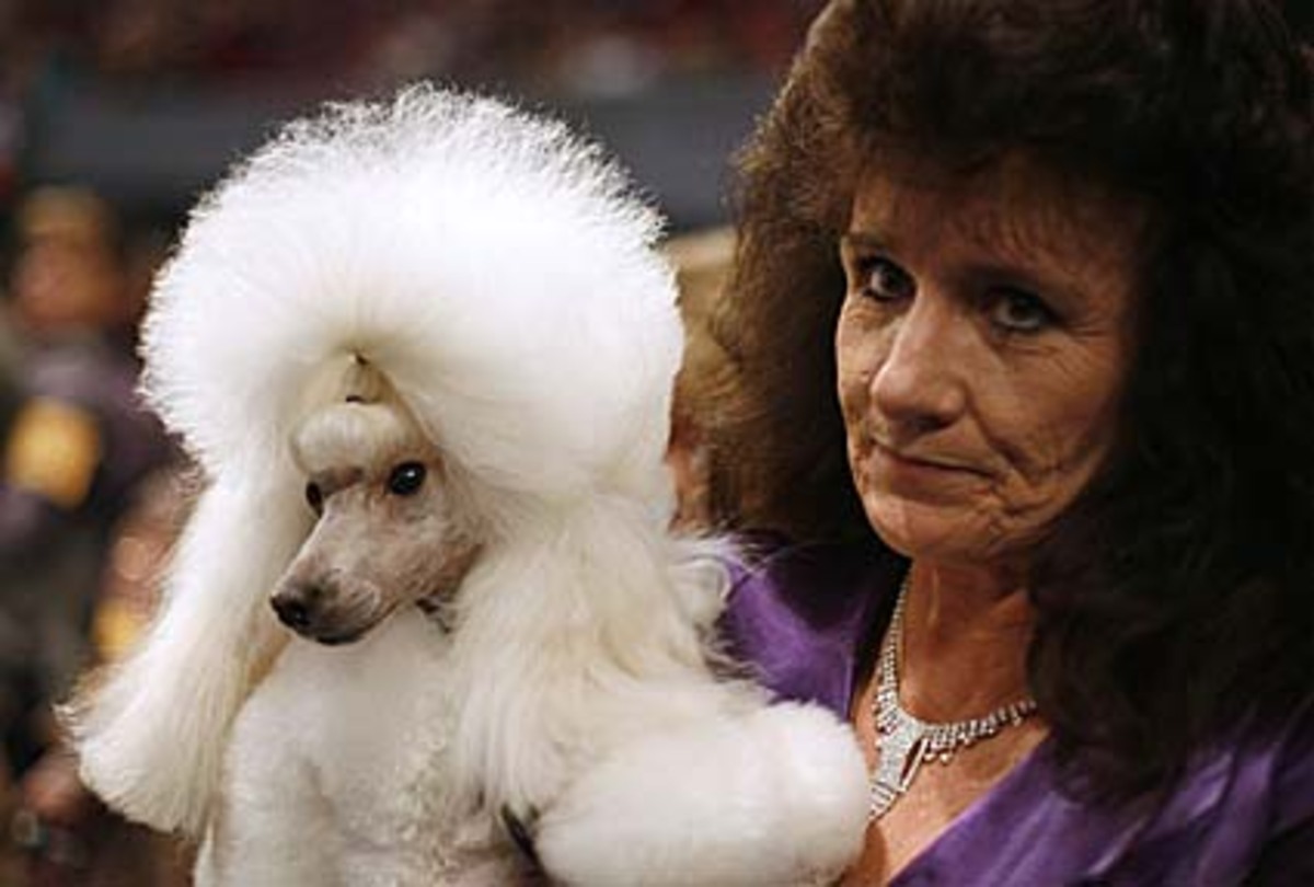 Hätte Pudeldame Dolly (links im Bild) nicht eine andere Haarfarbe, könnte man sie glatt mit ihrer Besitzerin Desi Lambert verwechseln.