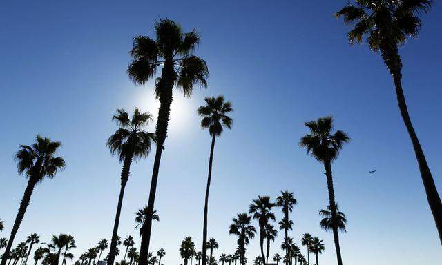 A passenger jet flies past a grove of palm trees during a warm weather spell as it departs San Diego