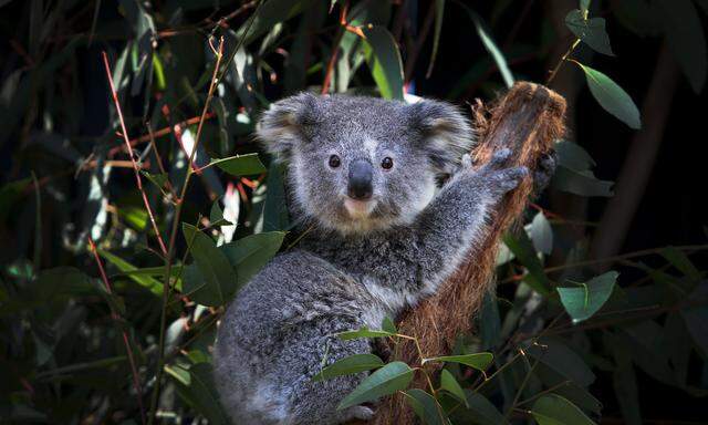 Die Koalapopulation ist seit 2018 um 30 Prozent geschrumpft.