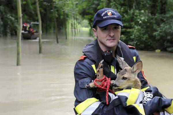 Die Feuerwehr Kritzendorf rettete auch Rehe aus den Fluten.