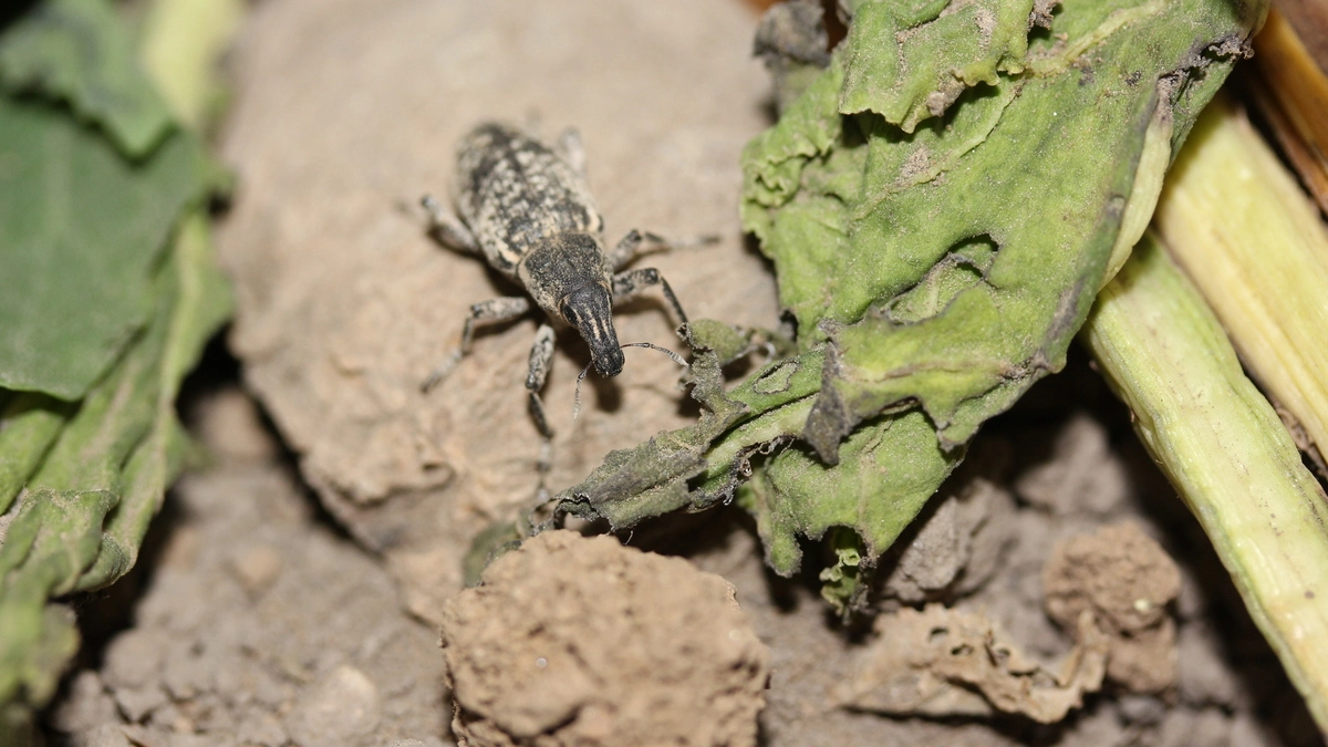 Sugar beets: A single beetle causes a square meter of defoliation in the ...