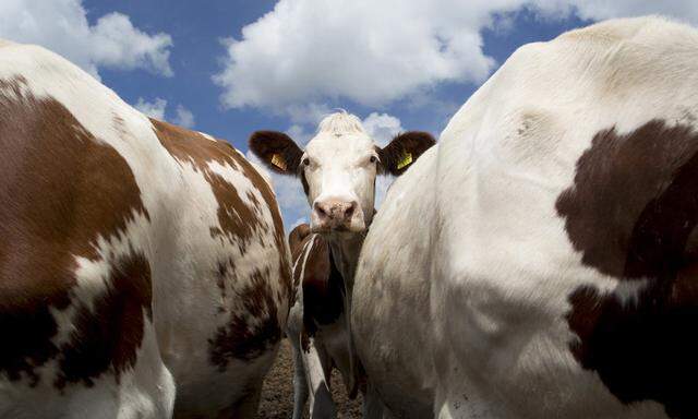 Kühe machen Mühe – und wenn sie ordentlich Milch geben, verfällt der Weltmarktpreis. Ein Systemfehler ist daran schuld.