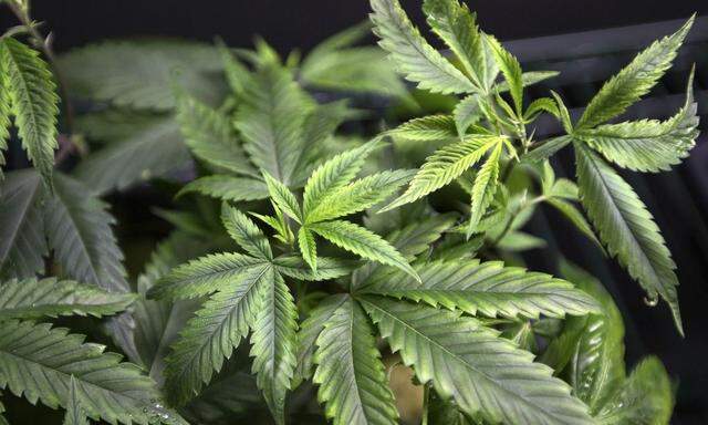 Marijuana plants for sale are displayed at the medical marijuana farmers market in Los Angeles