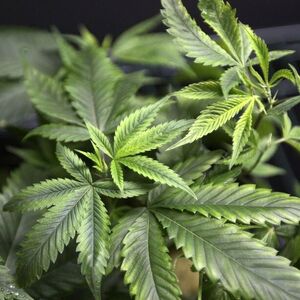 Marijuana plants for sale are displayed at the medical marijuana farmers market in Los Angeles