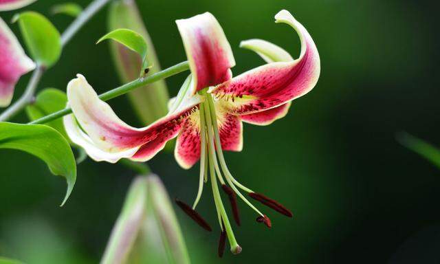 Lilien sind robuste und pflegeleichte Pflanzen und zählen zu den ältesten der Menschheit.