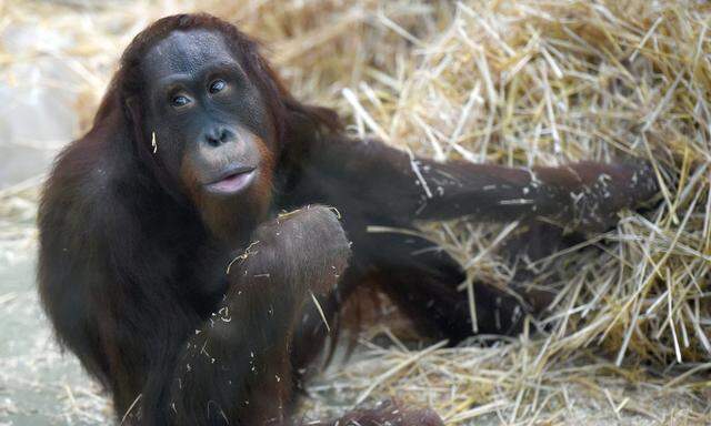 Neuer Orang-Utan im K�lner Zoo