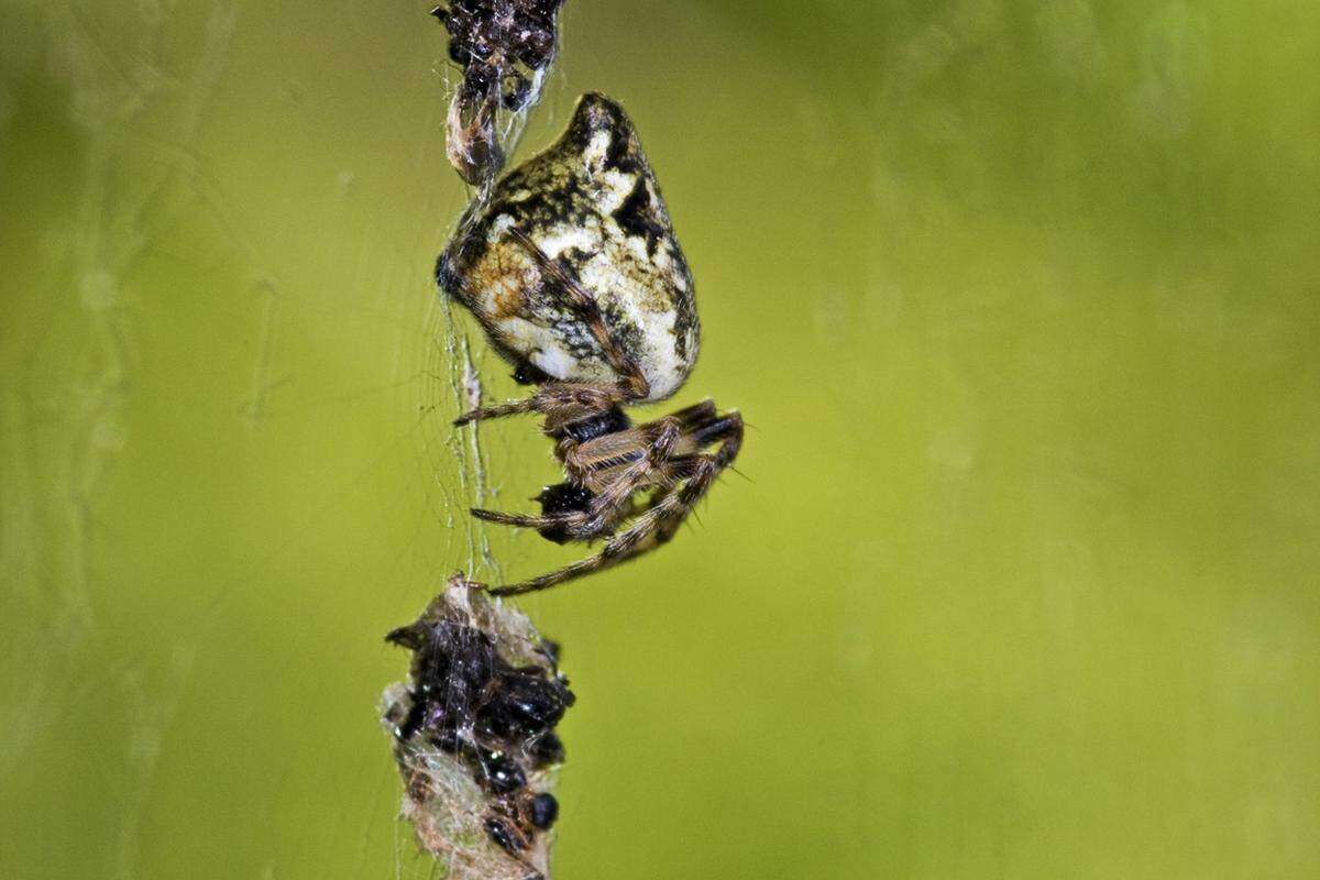 Die auf dem ganzen Kontinent lebende Konusspinne haben Arachnologen aus 26 europäischen Ländern zur "Spinne des Jahres" gemacht. Sie lebt in Nadelwäldern, an Waldwegen und Trockenrasen. In die Mitte ihres sehr regelmäßigen, engmaschigen Radnetzes baut sie ein dicht gesponnenes senkrechtes Band ein, auf dem sie sitzt. Die Körperlänge beträgt bei Weibchen sechs bis acht Millimeter, Männchen sind deutlich kleiner. Ihren Namen verdankt sie einem durch einen Höcker konisch geformten Hinterleib.