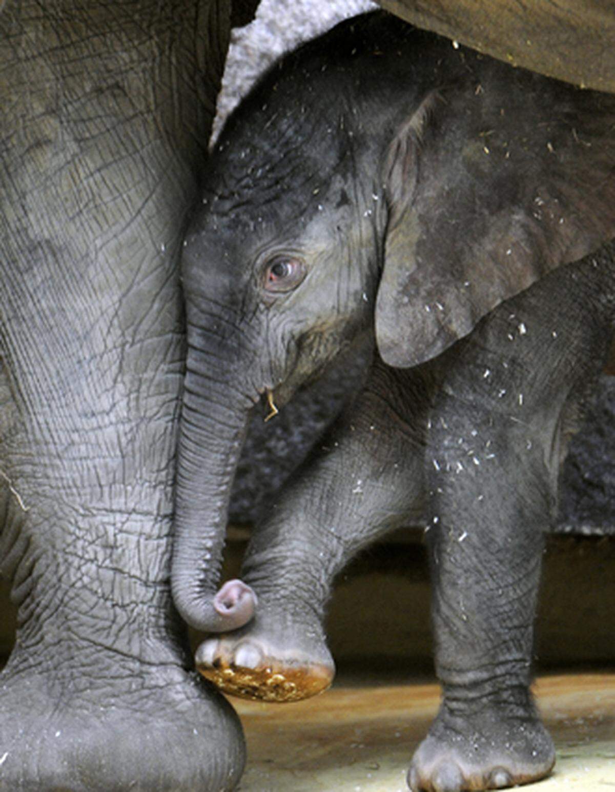 Bereits kurz nachdem die Tore des Zoos geöffnet waren, strömten die ersten Besucher in das Elefantenhaus.