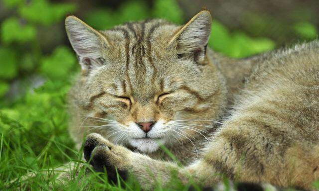 Wildkatzen haben sich in den vergangenen Tausenden Jahren europäischer Geschichte kaum mit Hauskatzen gepaart.