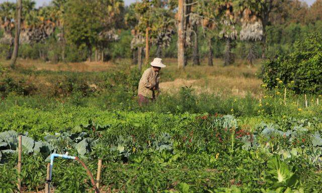 Wer in Thailand außer Reis auch Gemüse anbaut, kommt besser mit dem Klimawandel zurecht.