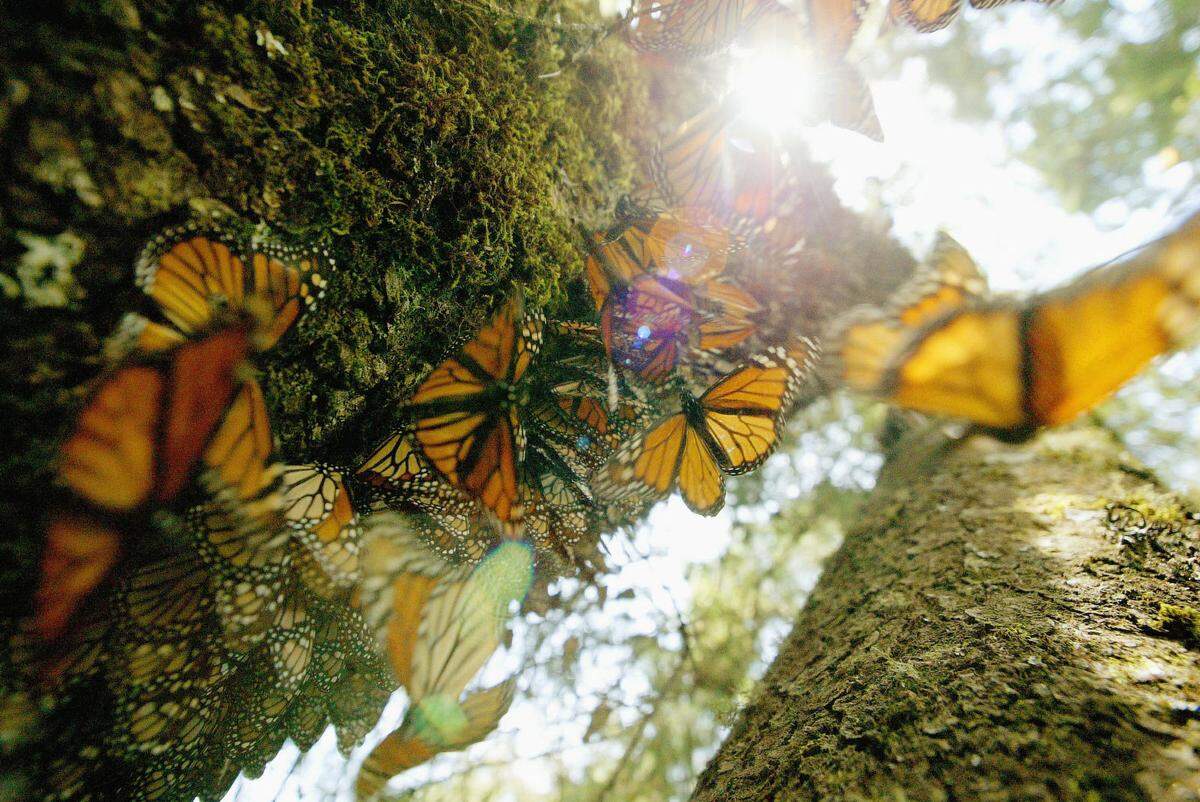 Monarchfalter gehören durch ihre orange-schwarzen Flügeln zu den bekanntesten Schmetterlingen. Bekannt sind sie für ihre mehrere tausend Kilometer langen Wanderungen.  In ganzen Kolonien sind sie im Piedra Herrada Sanctuary südlich von Mexico City anzutreffen. Im Winter kann man sich in Pismo Beach und Goleta in Kalifornien ihrer erfreuen, im Sommer sind sie in Point Pelee oder Lake Erie in Ontario zu sehen.