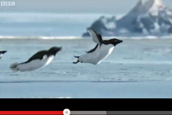 Apropos Pinguine: 2008 zeigte die BBC Bilder von fliegenden Pinguinen. Das aufwendig produzierte Video wurde von Monty-Pythons-Star Terry Jones präsentiert.>> BBC-Video