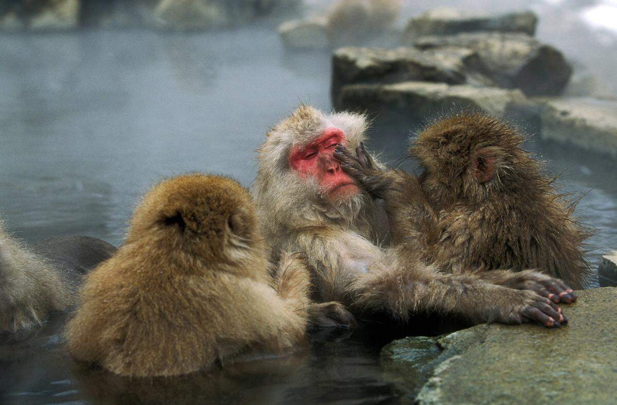 Japanmakaken sitzen im Winter in heißen Quellen um sich warm zu halten. Das kann man etwa im Jigokudani Wild Monkey Park in den zentralen Japanischen Alpen beobachten.