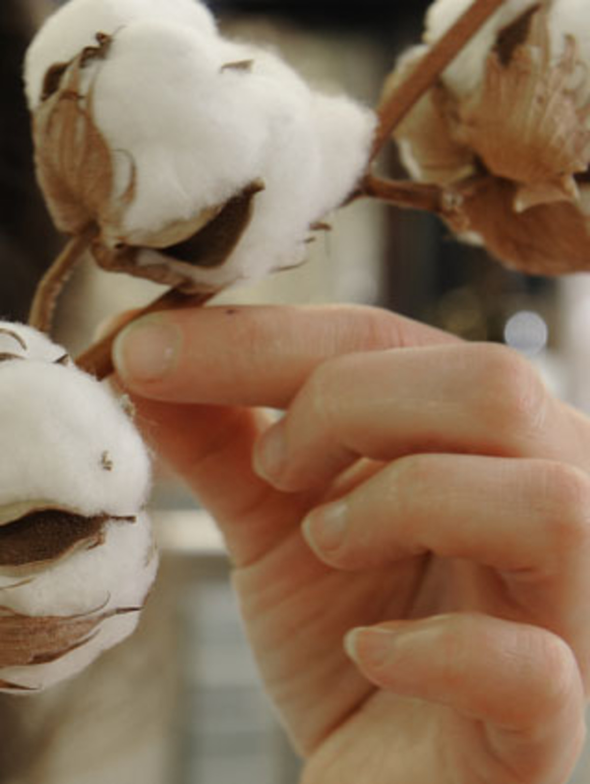 teurer ist der Anbau von Biobaumwolle gegenüber "normaler" Baumwolle.