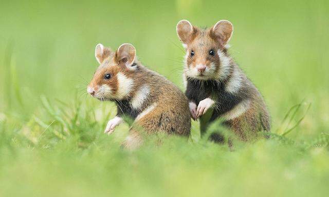 Zwei junge Feldhamster (Cricetus cricetus) sitzen in Wiese, nat�rlicher Lebensraum, Jungtier, Wildtier, Nieder�sterreic