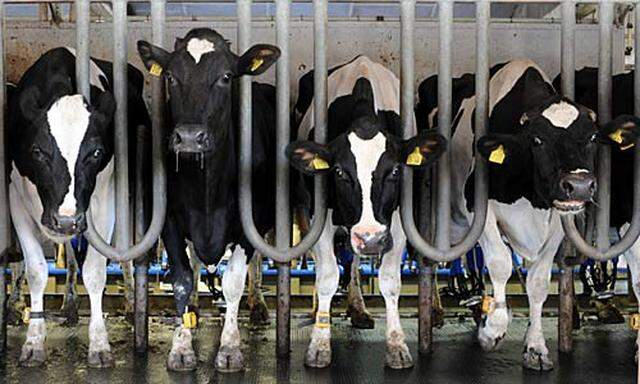 Eine Hochleistungs-Kuh stößt rund 20 bis 25 Gramm Methan pro produziertem Liter Milch aus.