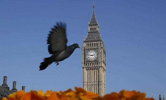 A pigeon flies past  the Big Ben clock tower in central London