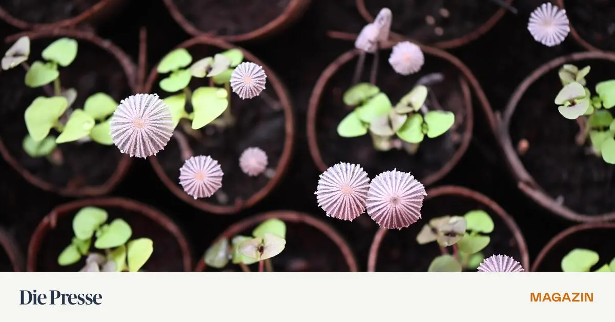 keine-panik-bei-schwammerl-im-anzuchttopf-premium