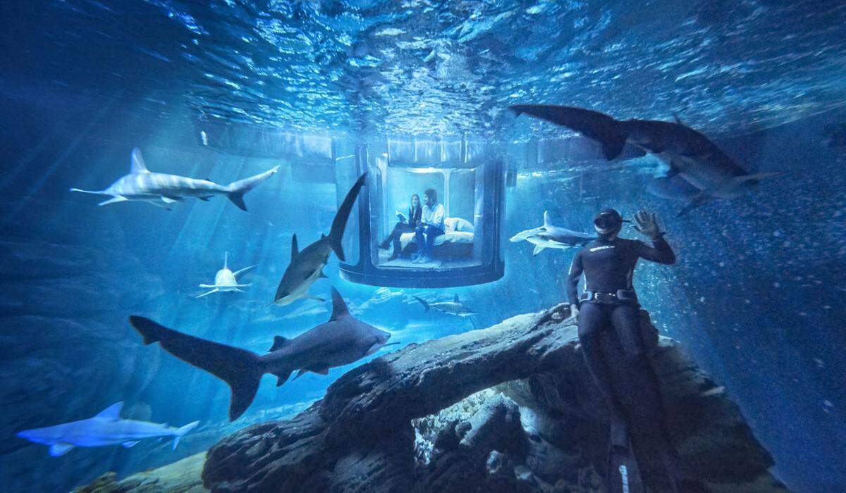 Ganz unter sich können die Gäste im Haifischbecken des Pariser Aquariums sein. Einmal abgesehen von 35 Haien, die um sie herum schwimmen.