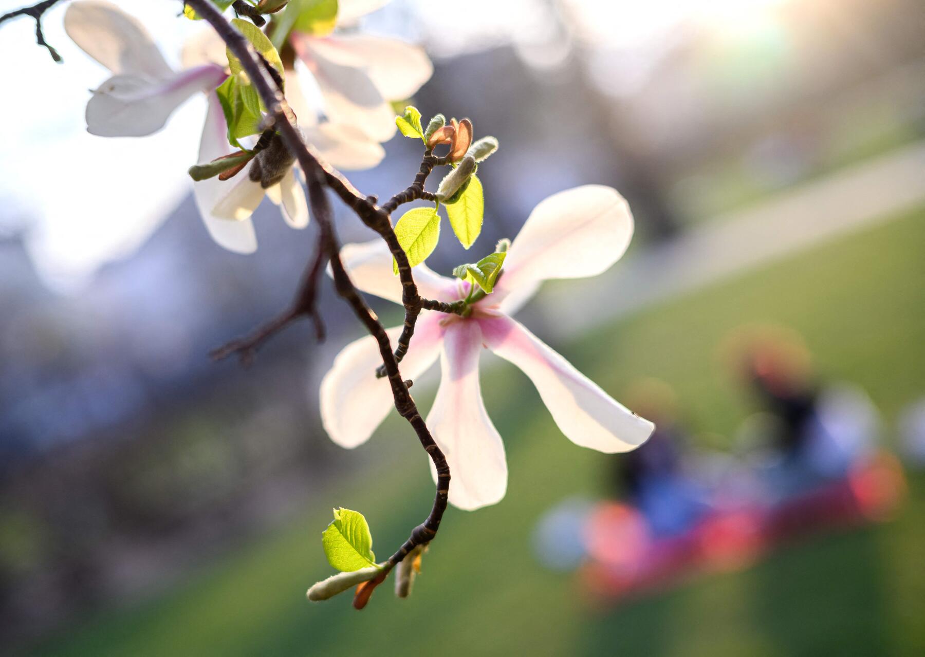 25 Grad möglich: Frühsommer kommt näher