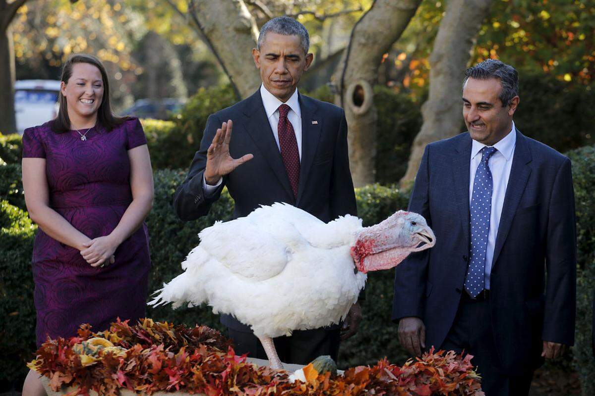 Zwei Turkeys kommen jährlich mit dem Leben davon, weil sie traditionell am Tag vor Thanksgiving vor dem Fest vom US-Präsidenten "begnadigt" werden.