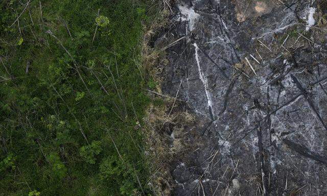 An area of the Amazon rainforest which has been slashed and burned stands next to a section of virgin forest in Nova Esperanca do Piria