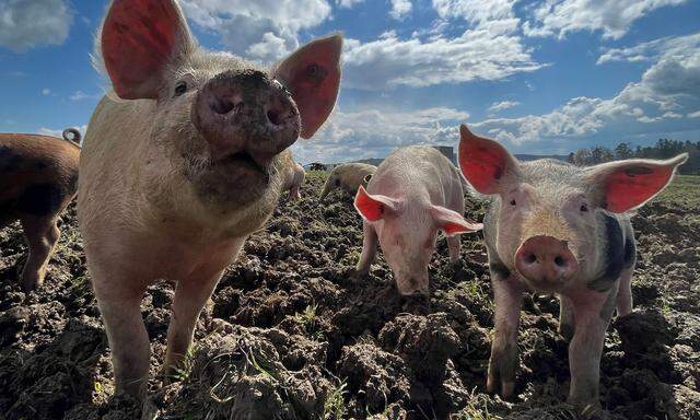 Freilandschweine bei Josef Schiefer im Waldviertel: Diese Art der Schweinehaltung ist eine Nische in der Nische.