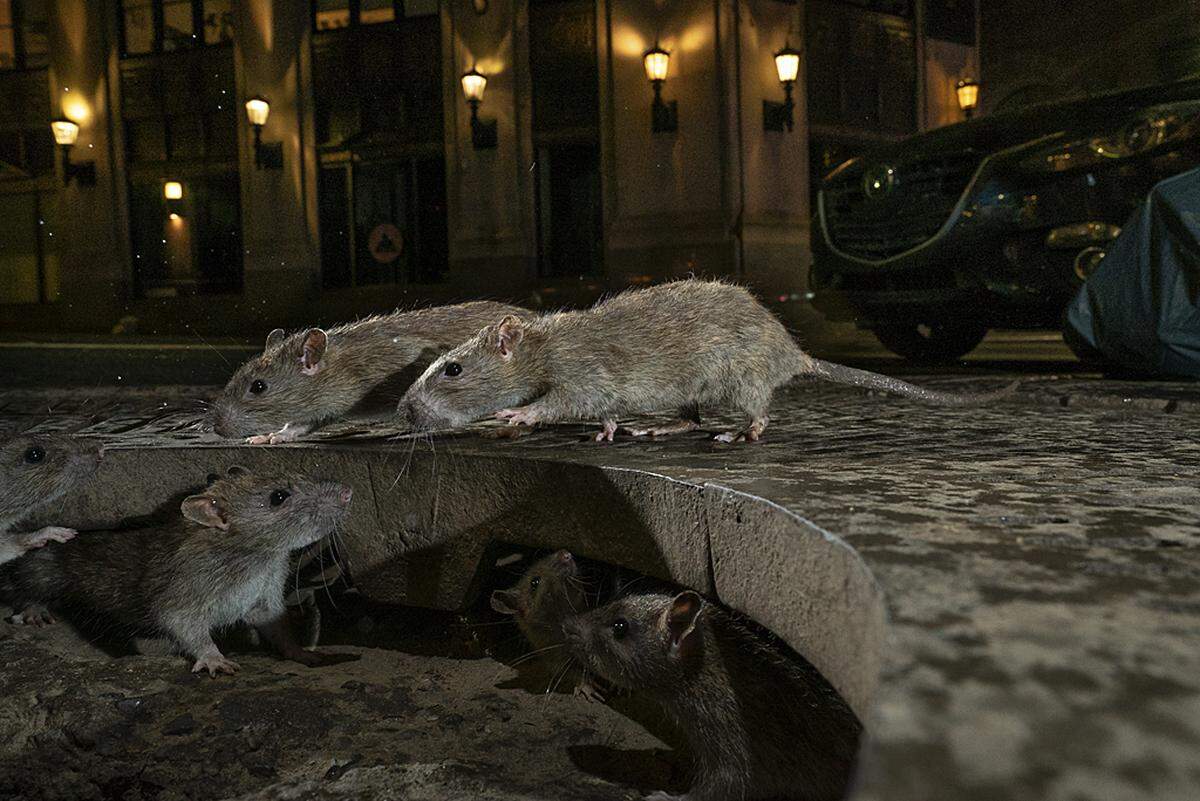 "The Rat Pack" - der Brite Charlie Hamilton James hat Manhattons Ratten ins rechte Licht gerückt.