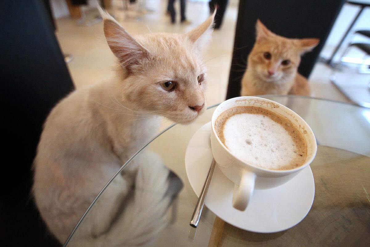 In der Wiener Innenstadt hat am Donnerstag ein Lokal eröffnet, das ein außergewöhnliches Extra bietet. Zu Kaffee und Kuchen können Gäste nämlich Katzen streicheln - sofern die schnurrenden Vierbeiner Lust dazu haben. Insgesamt fünf Katzen tummeln sich im "Cafe Neko".
