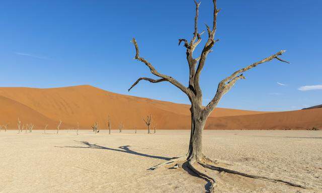 Immer öfter ein afrikanischer Alltag: Dürre, eine der Folgen der Klimakrise.
