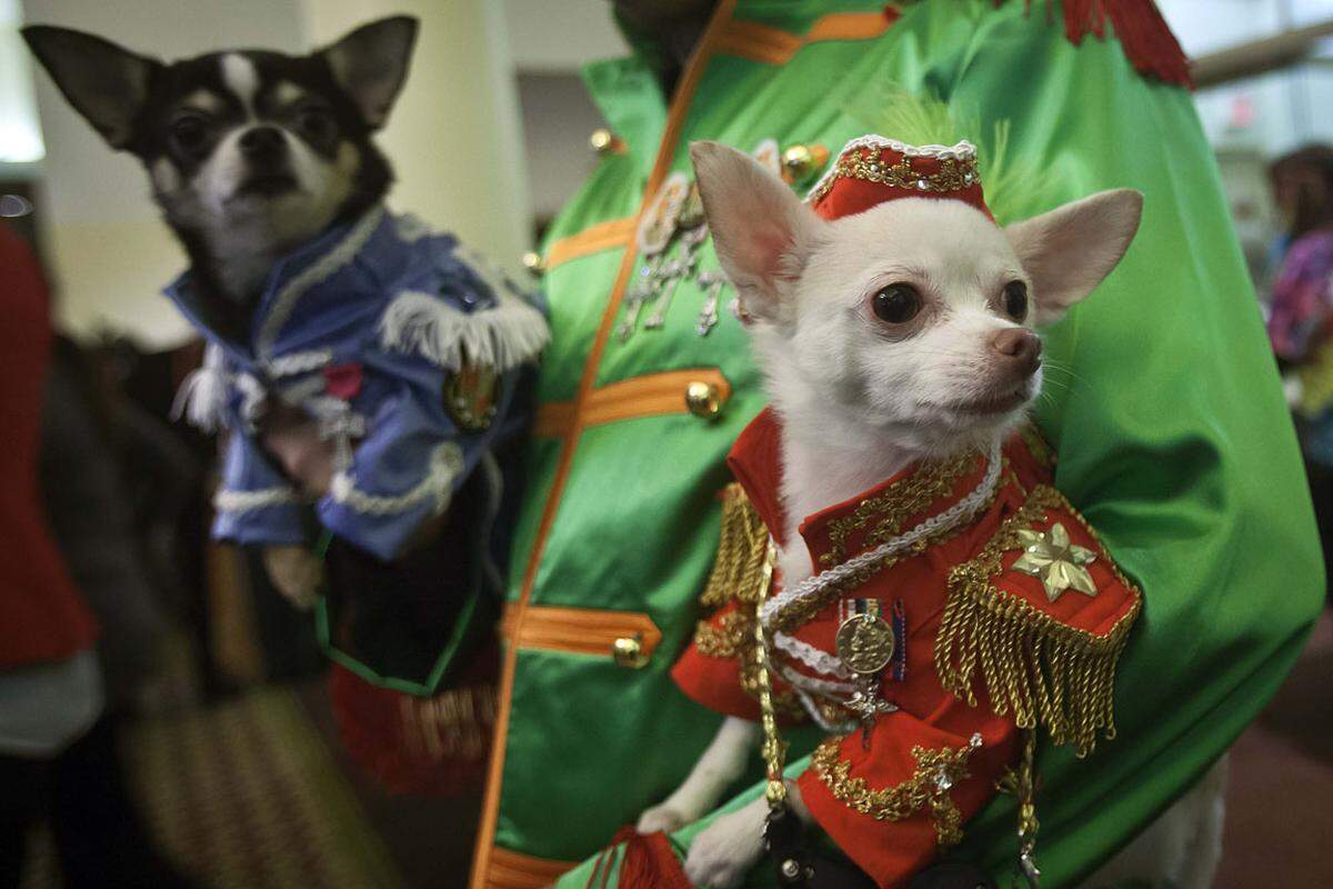 In reich geschmückten Uniformen wollten diese beiden Chihuahuas überzeugen.