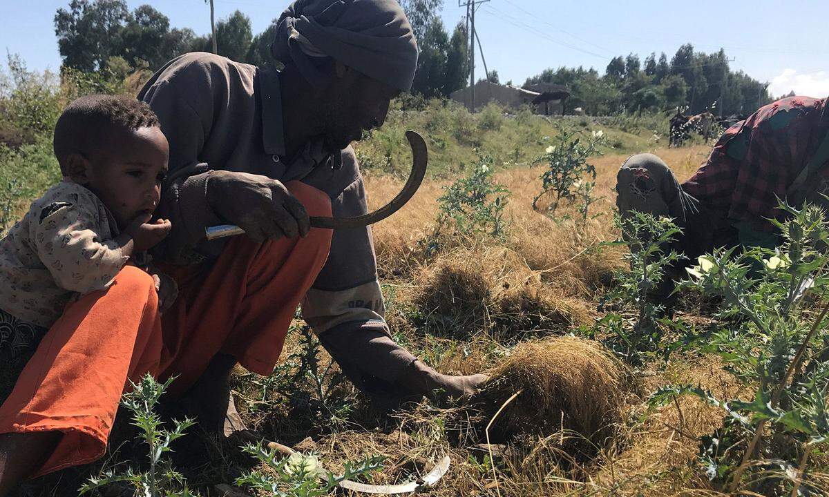 Und nochmal Äthiopien. Über die Hunger-Katastrophe im Land wurde besonders wenig berichtet. Obwohl 2018 nach zwei Dürrejahren endlich wieder Regen fiel, erholte sich die Landwirtschaft nur langsam. In Afar und Somali führte der starke Regen aber zu Überschwemmungen. Acht Millionen Menschen im Süden brauchen nun Nahrungsmittelhilfe. Für die Gemeinden wird es immer schwerer, sich von den klimabedingten Verlusten zu erholen. Dabei sind von der Natur und den Feldern viele Menschen abhängig: Rund 84 Prozent der äthiopischen Haushalte in ländlichen Gebieten sind auf Landwirtschaft angewiesen. Kinder werden aus der Schule genommen, Kinderarbeit und Kinderehen treten häufiger auf. Der vorhergesagte El Nino wird die Not 2019 vermutlich weiter verschärfen, prognostiziert Care.