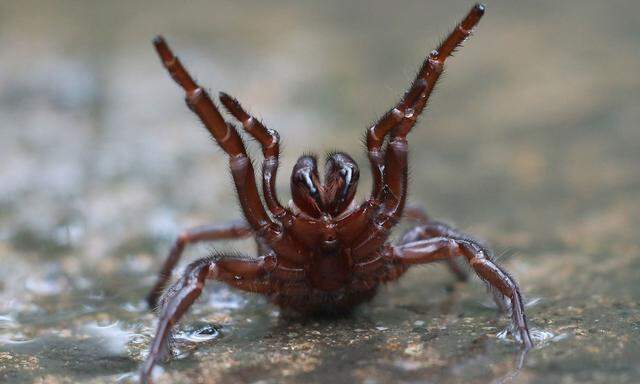 Kein schöner Anblick für Arachnophobiker: die australische Sydney-Trichternetzspinne. 