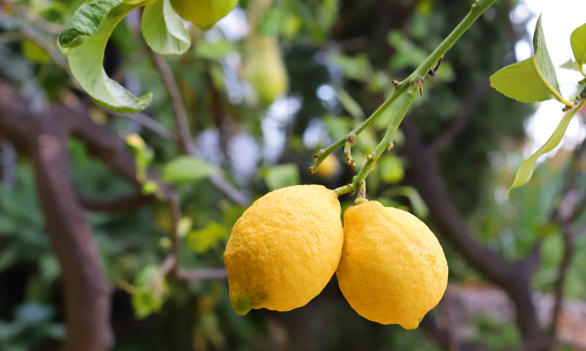 Aromatisch. Das Aushängeschild von Menton: die Sorte „Citron de Menton“.  