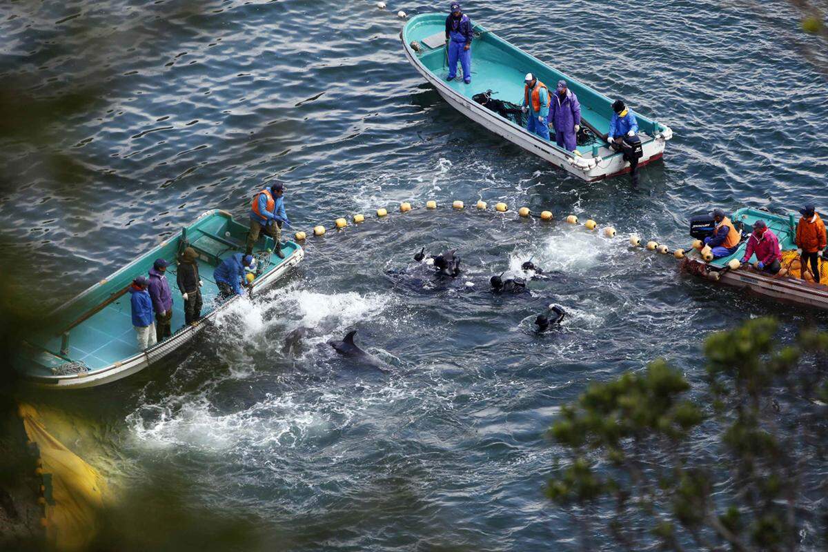Für Tierschützer ist die Szenerie in der Bucht im Süden Japans ein Skandal. Sie kritisieren die Quälerei der Tiere bei der Jagd.
