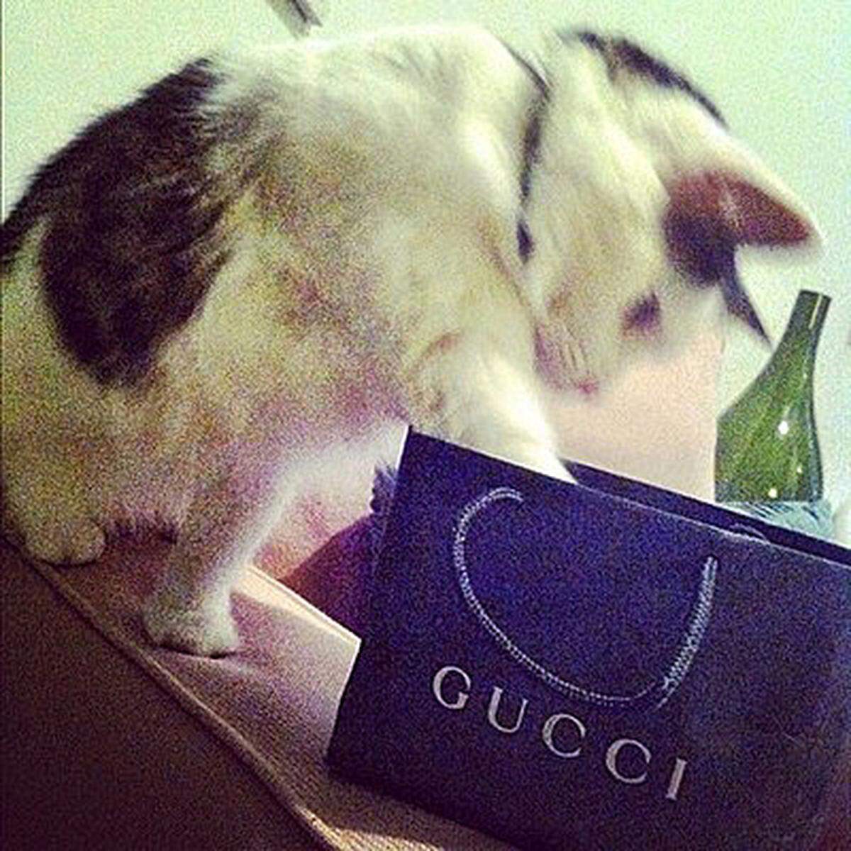 Weitere Bilder des Blogs "Rich Cats of Instagram":