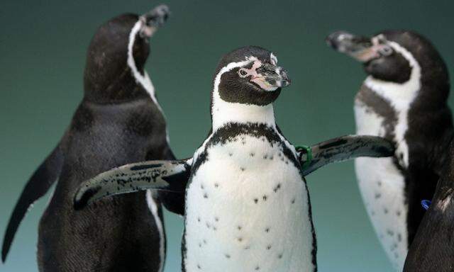 Humboldt Pinguine gehören zur Familie der Brillenpinguine.