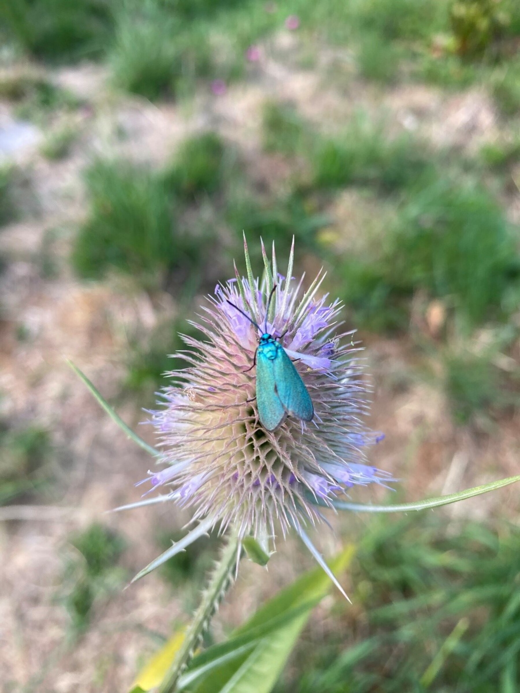 Thujen, Gift und Dünger raus aus dem Garten! [premium]